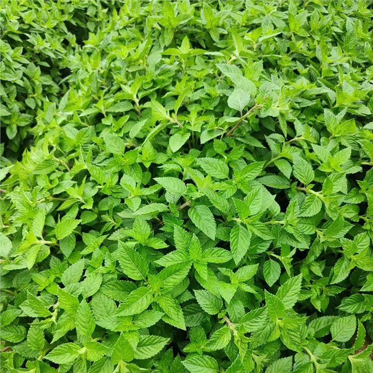 種(zhǒng)植基地精選原材料